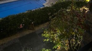 A swimming pool with a curved edge, surrounded by a stone deck and lush greenery.