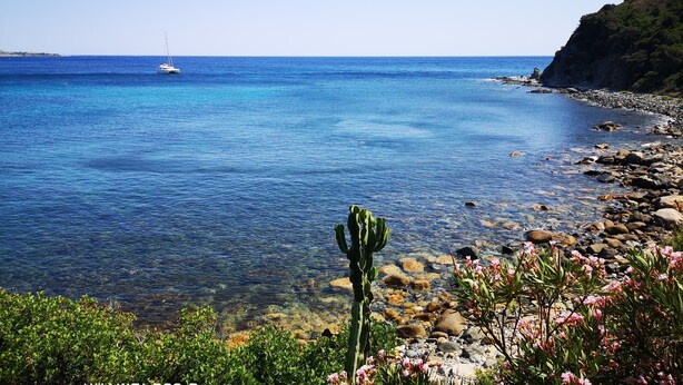 Un paysage côtier avec une mer bleue et limpide, une côte rocheuse et un cactus au premier plan.