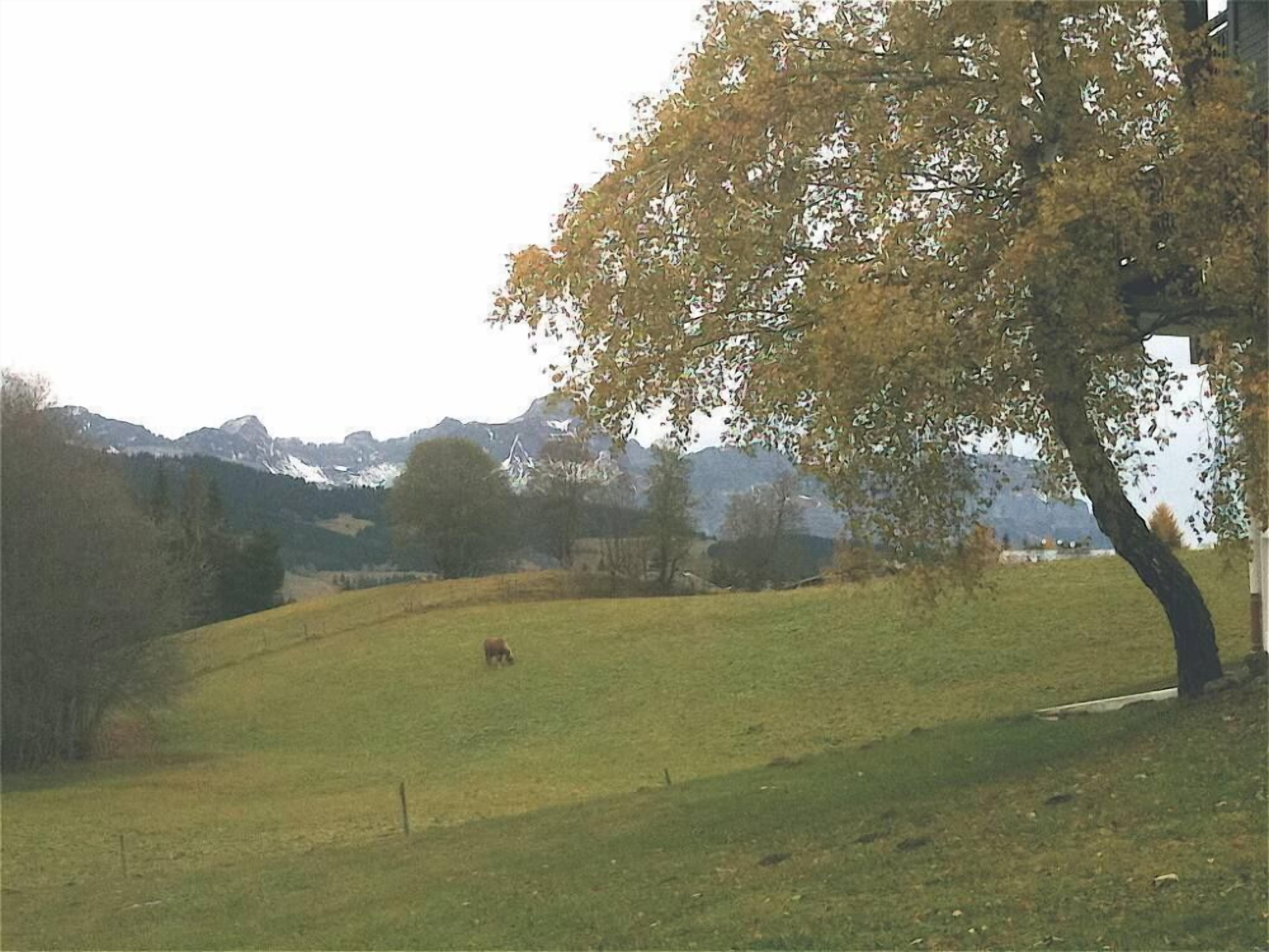 Eine Wiese mit einem Baum und einer Kuh in der Ferne.