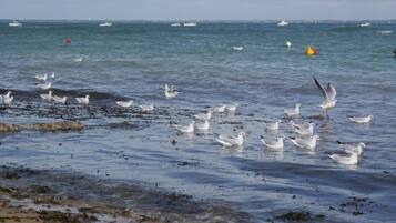 Accommodatie ligt op het strand