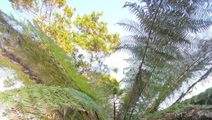 A garden with a large fern tree, a small potted plant, and a stone wall. - The Crow's Nest - A Cosy Village Cottage with Stunning Sea Views (Cawsand)