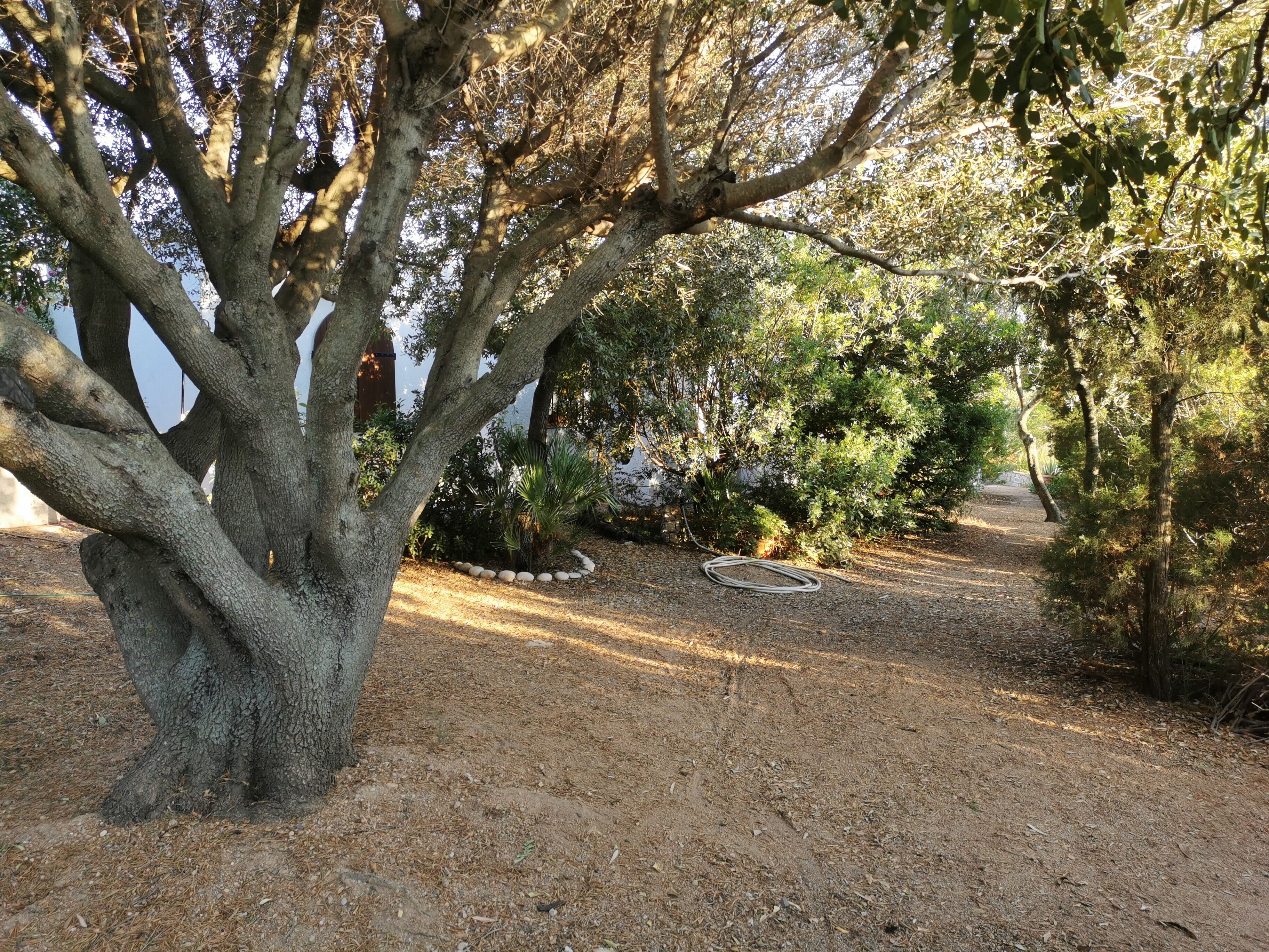 A tree-lined path with a gravel surface, surrounded by various shrubs and plants.