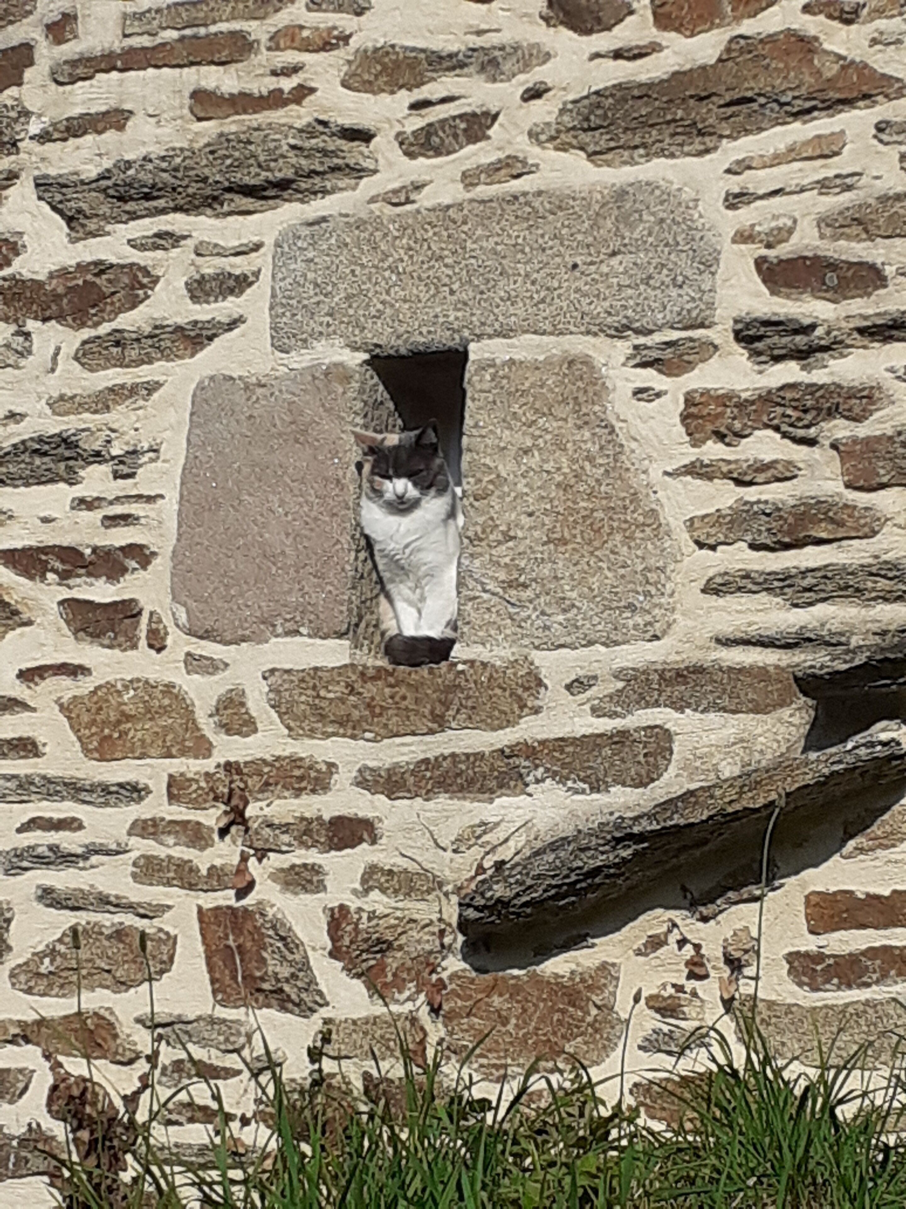 A stone wall with a cat peeking out from a hole.