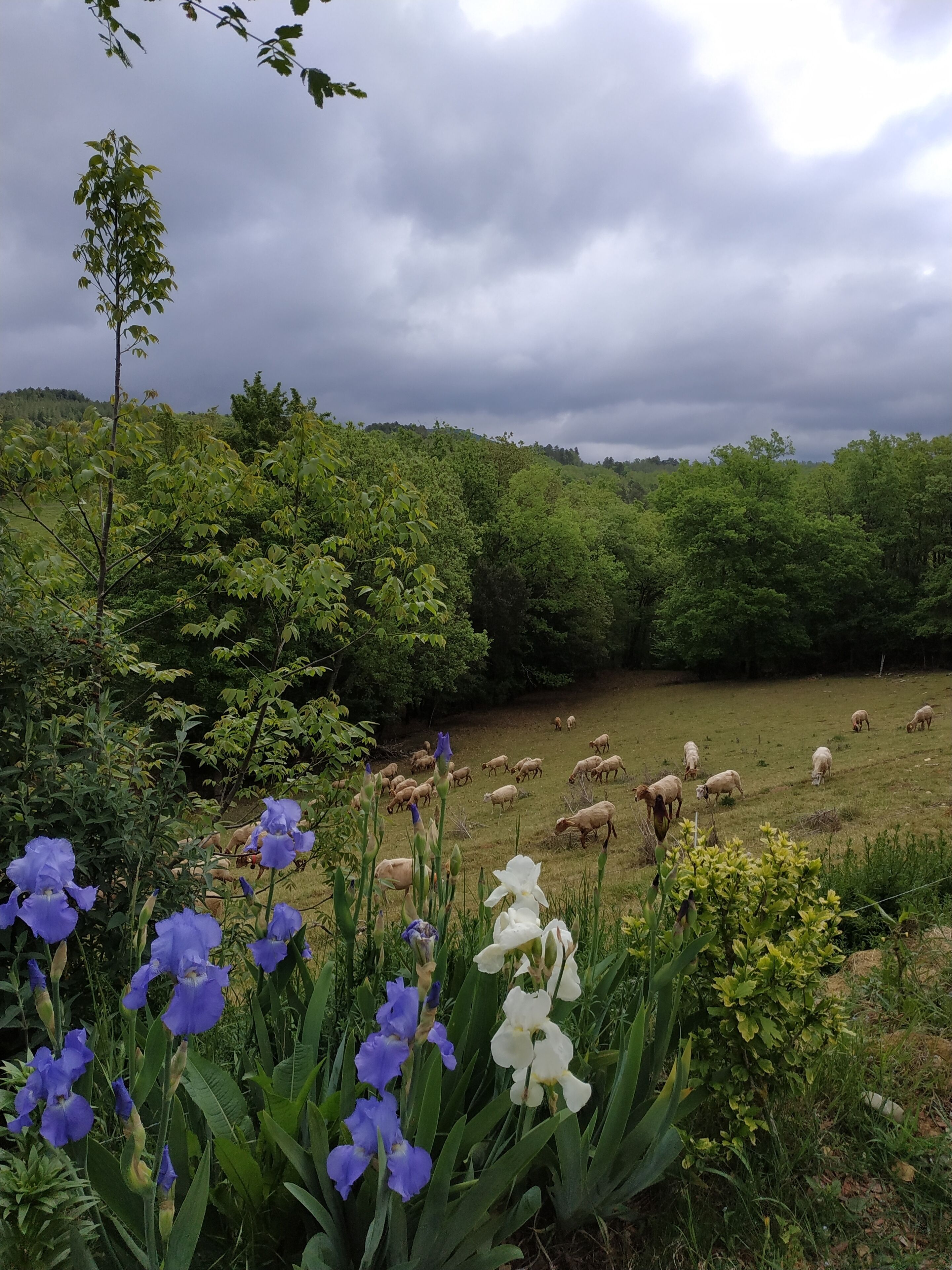 A rural landscape with a field of sheep grazing, surrounded by dense greenery and flowering plants.