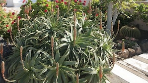 Een tuin met cactussen en bloeiende planten voor een wit gebouw met een raam en een deur.