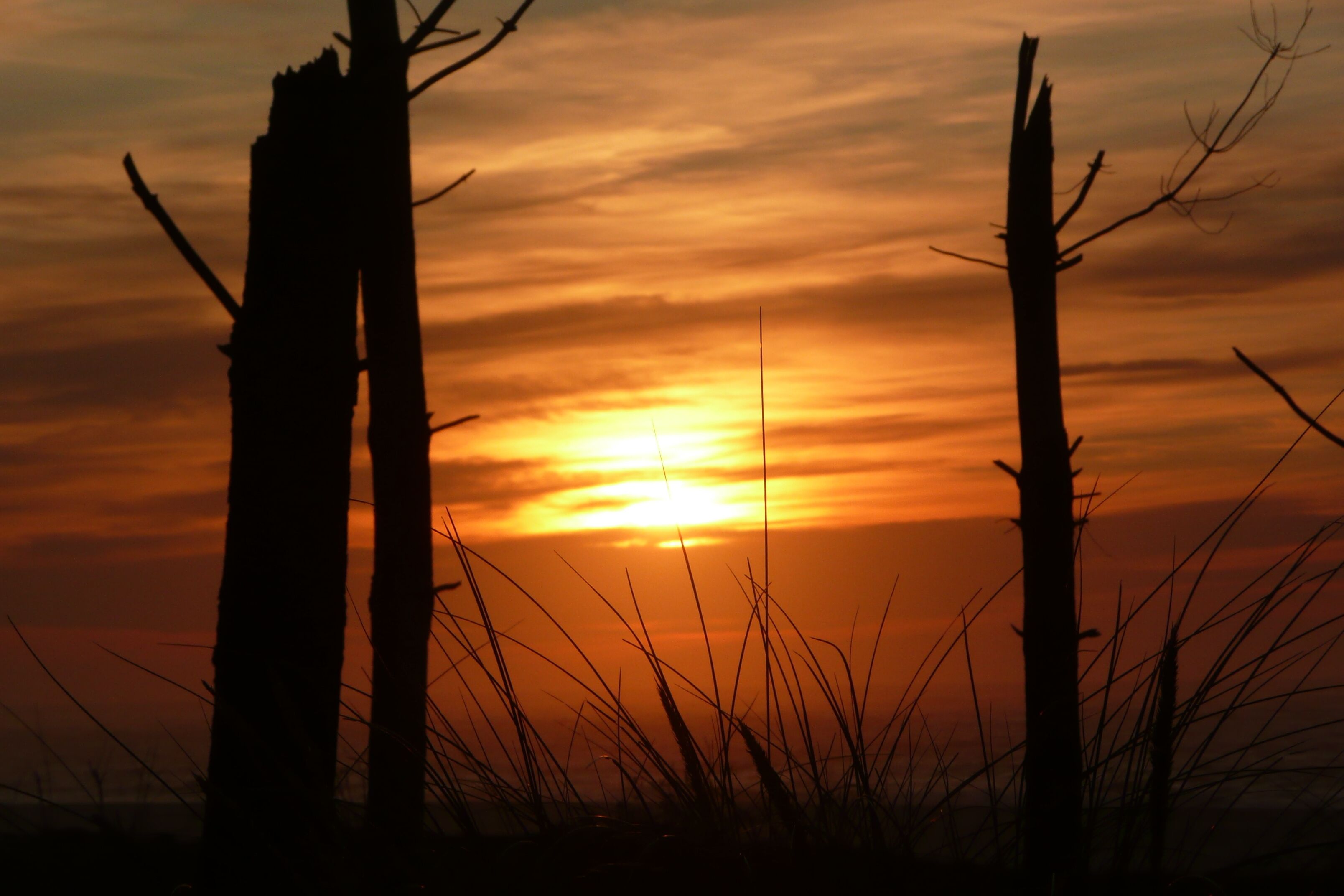 A sunset with silhouettes of trees and grass against a colorful sky.