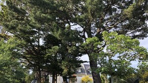 Ein Wohngebiet mit großen Bäumen, einer grünen Rasenfläche und einem Haus im Hintergrund.