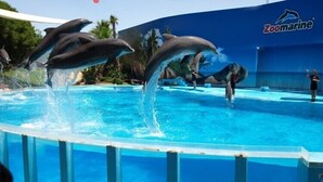 Dofins actuant en una piscina a una instal·lació amb façana blava i el logotip de Zoomarine.