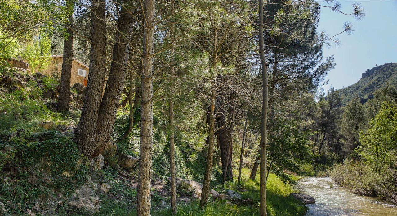 A forested area with a stream, trees, and a building partially visible.