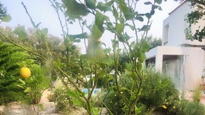 Ein kleiner Baum in einem Blumentopf, ein großer Kruk und eine Steinmauer.