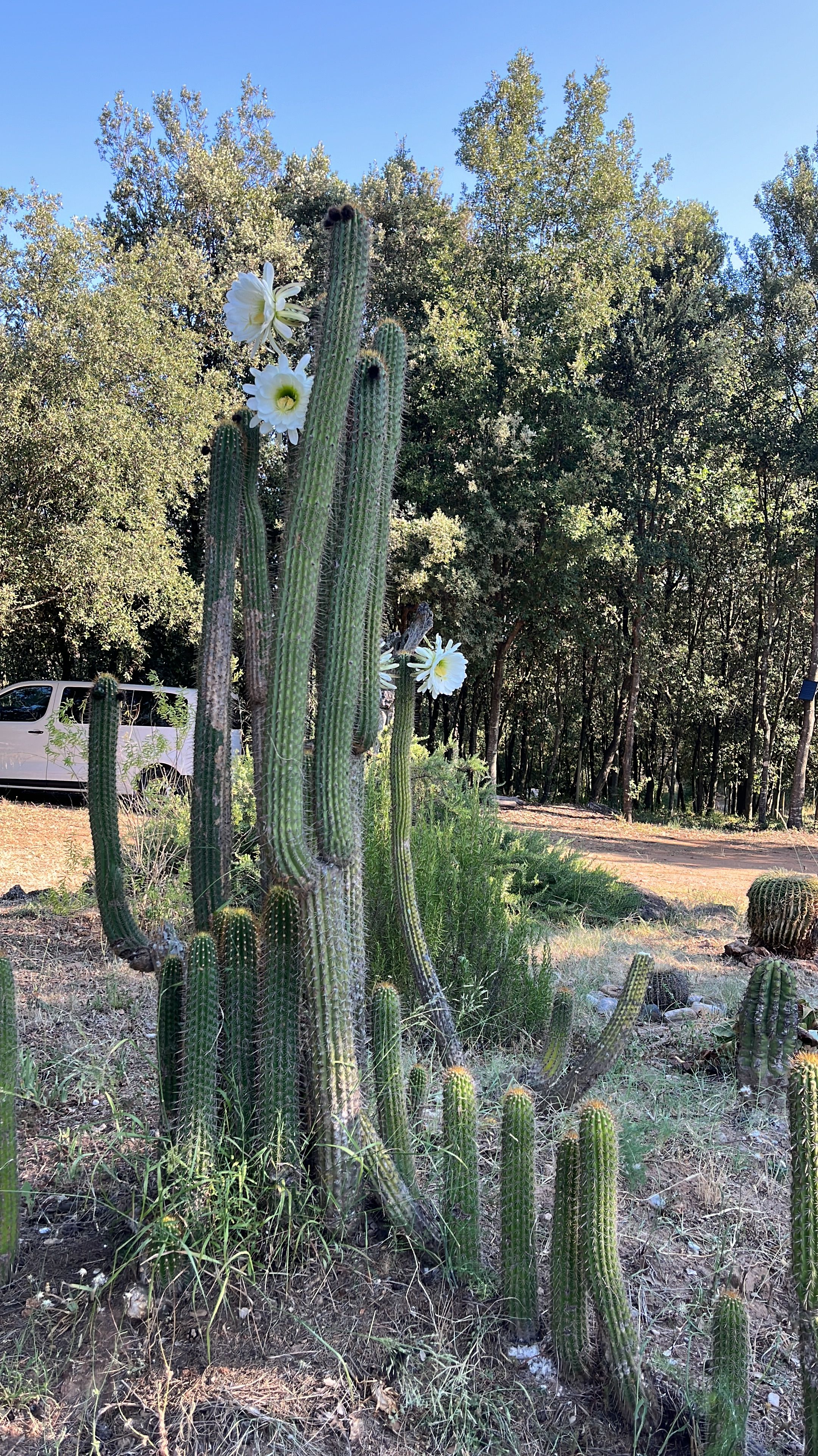 Un jardín de cactus con varias especies y flores blancas, rodeado de árboles y un coche estacionado.
