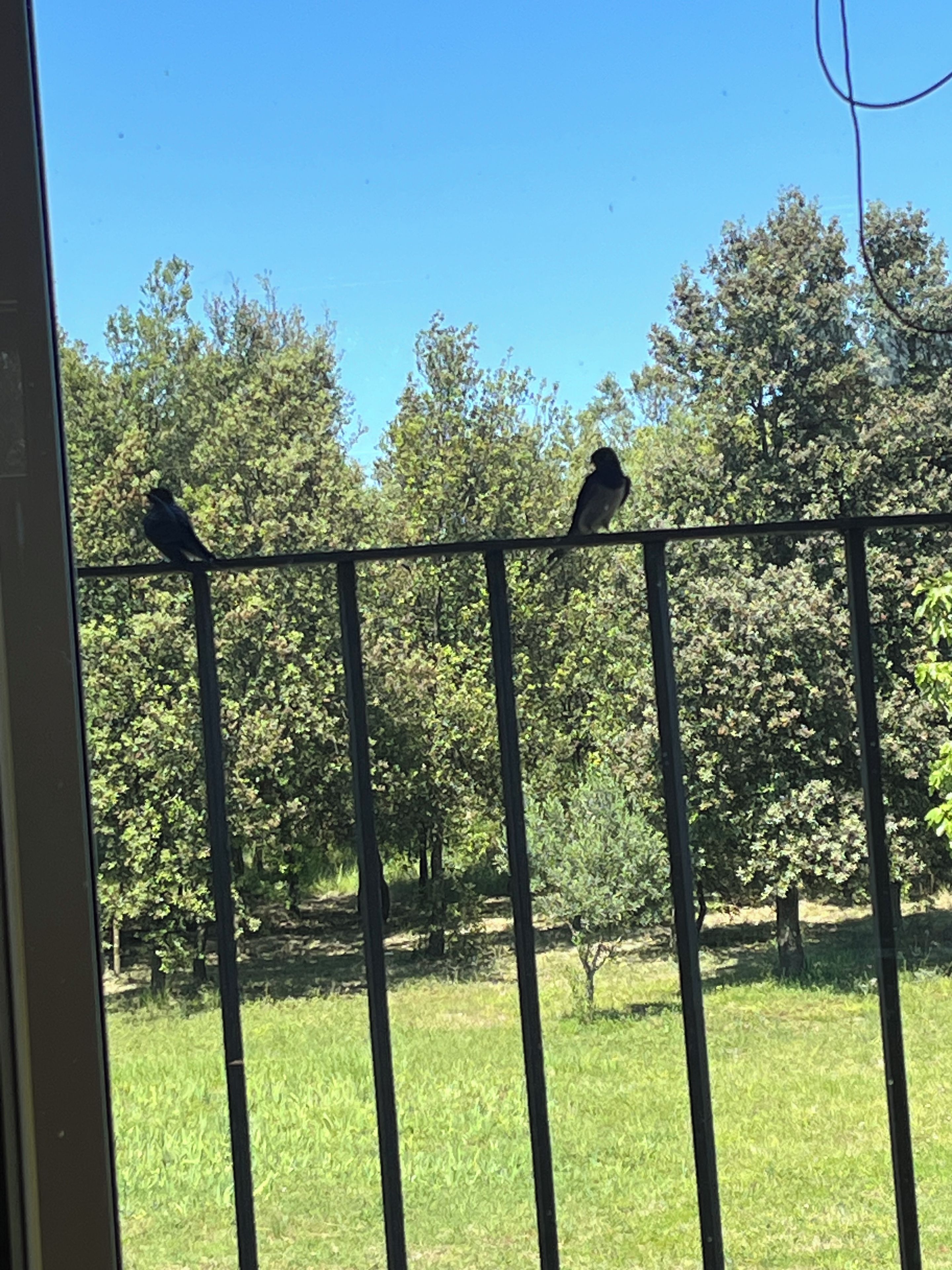Zwei Vögel sitzen auf einem Metallzaun, im Hintergrund ein grünes Feld und Bäume.