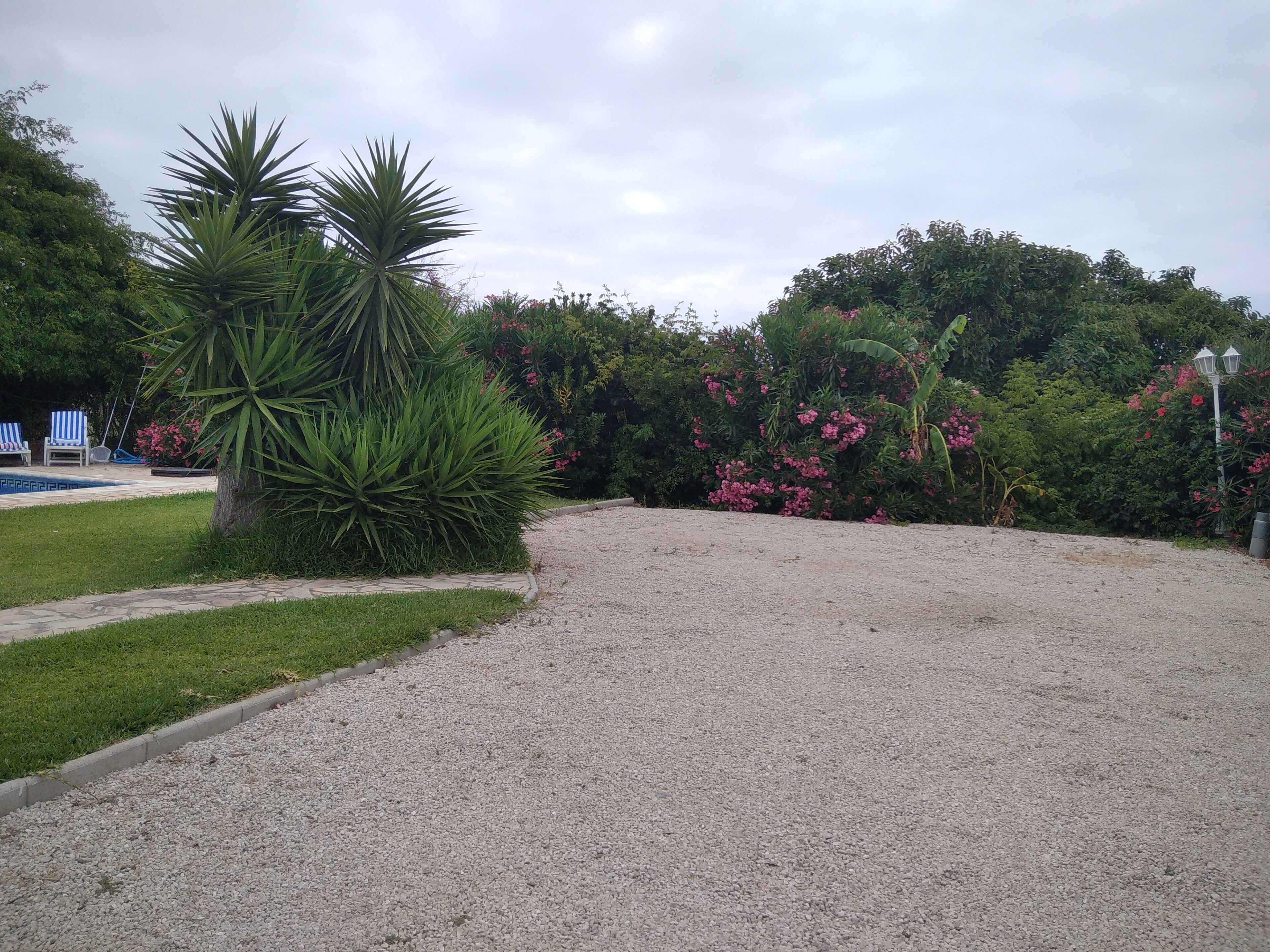 A garden with a gravel path, a palm tree, and a pool area with blue and white striped lounge chairs.