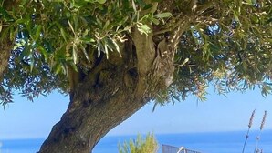 Un hamac sous un arbre, avec vue sur la mer.