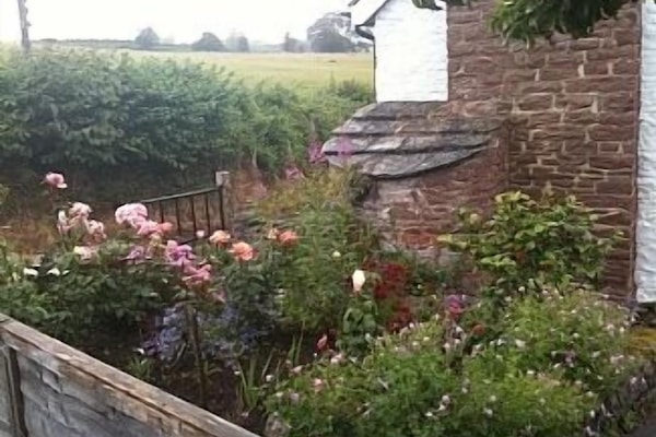 Flowers in the garden