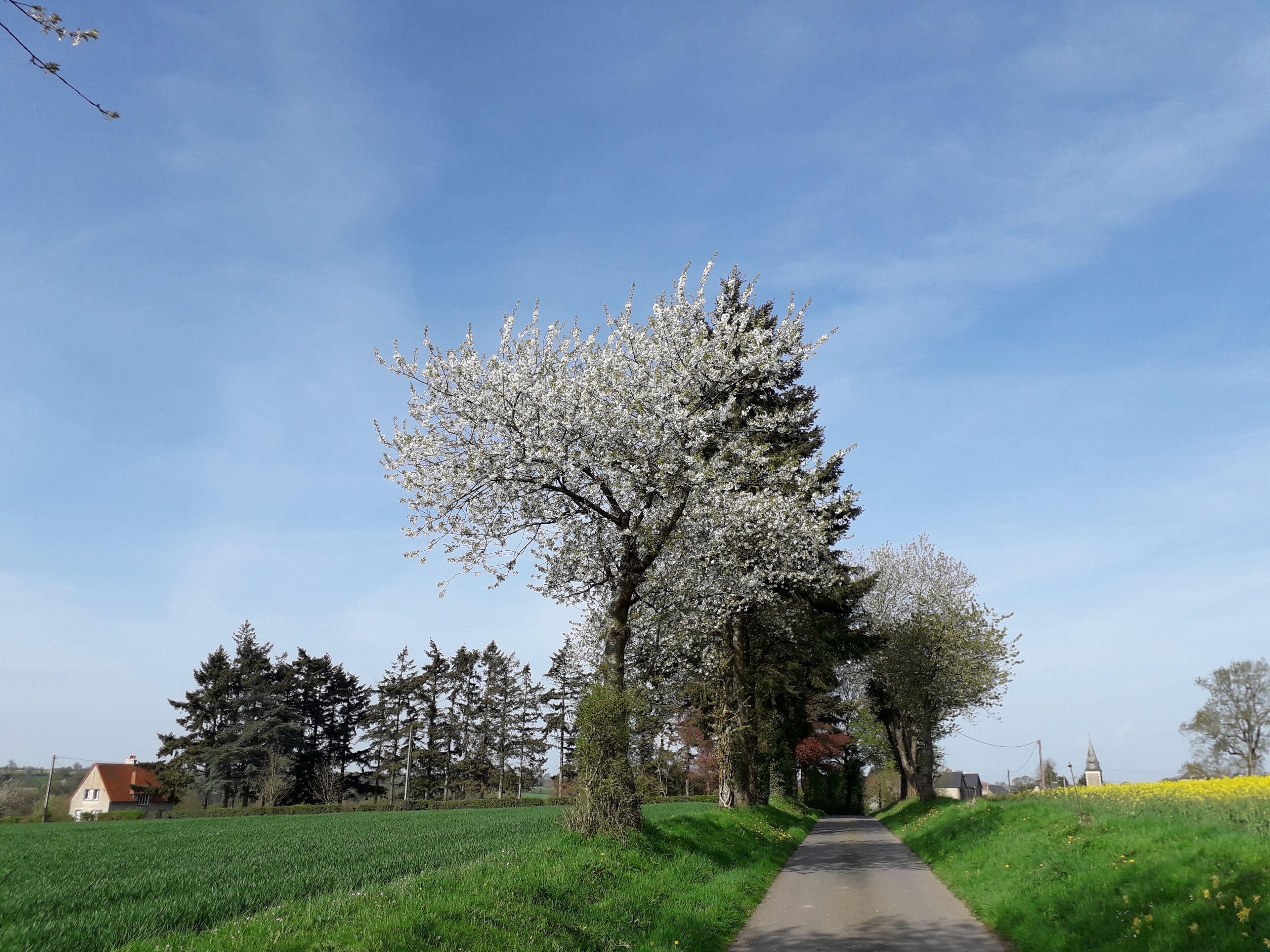 Caminho ladeado por árvores em flor e um campo de flores amarelas, conduzindo a um edifício ao longe.