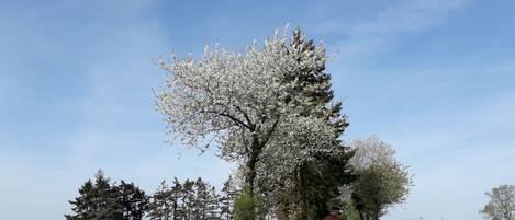 Caminho ladeado por árvores em flor e um campo de flores amarelas, conduzindo a um edifício ao longe.