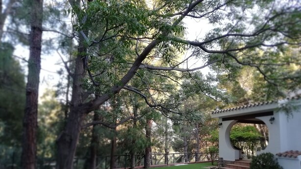 Un sendero tranquilo en un jardín, con un pabellón blanco rodeado de exuberante vegetación y árboles.