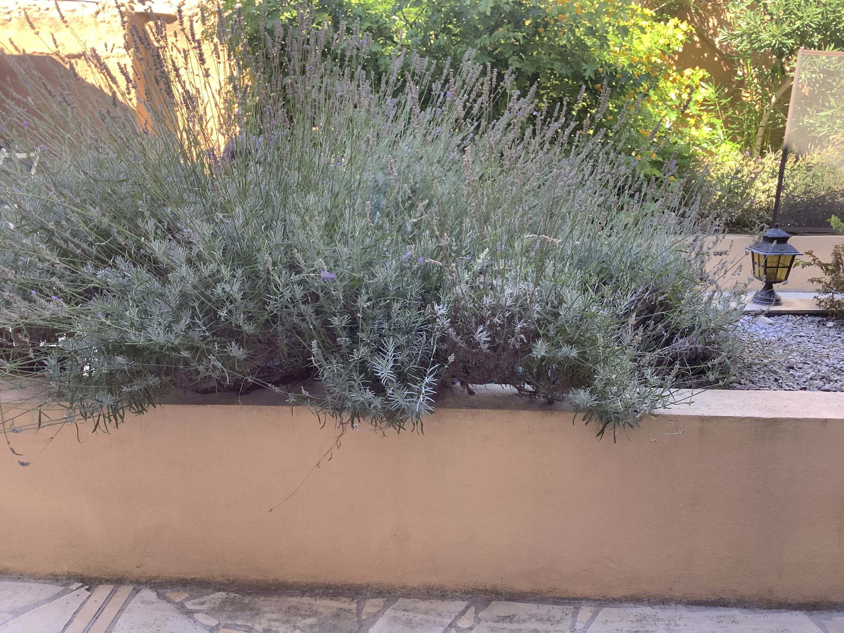A garden bed with lavender plants, a stone pathway, and a decorative lamp post.
