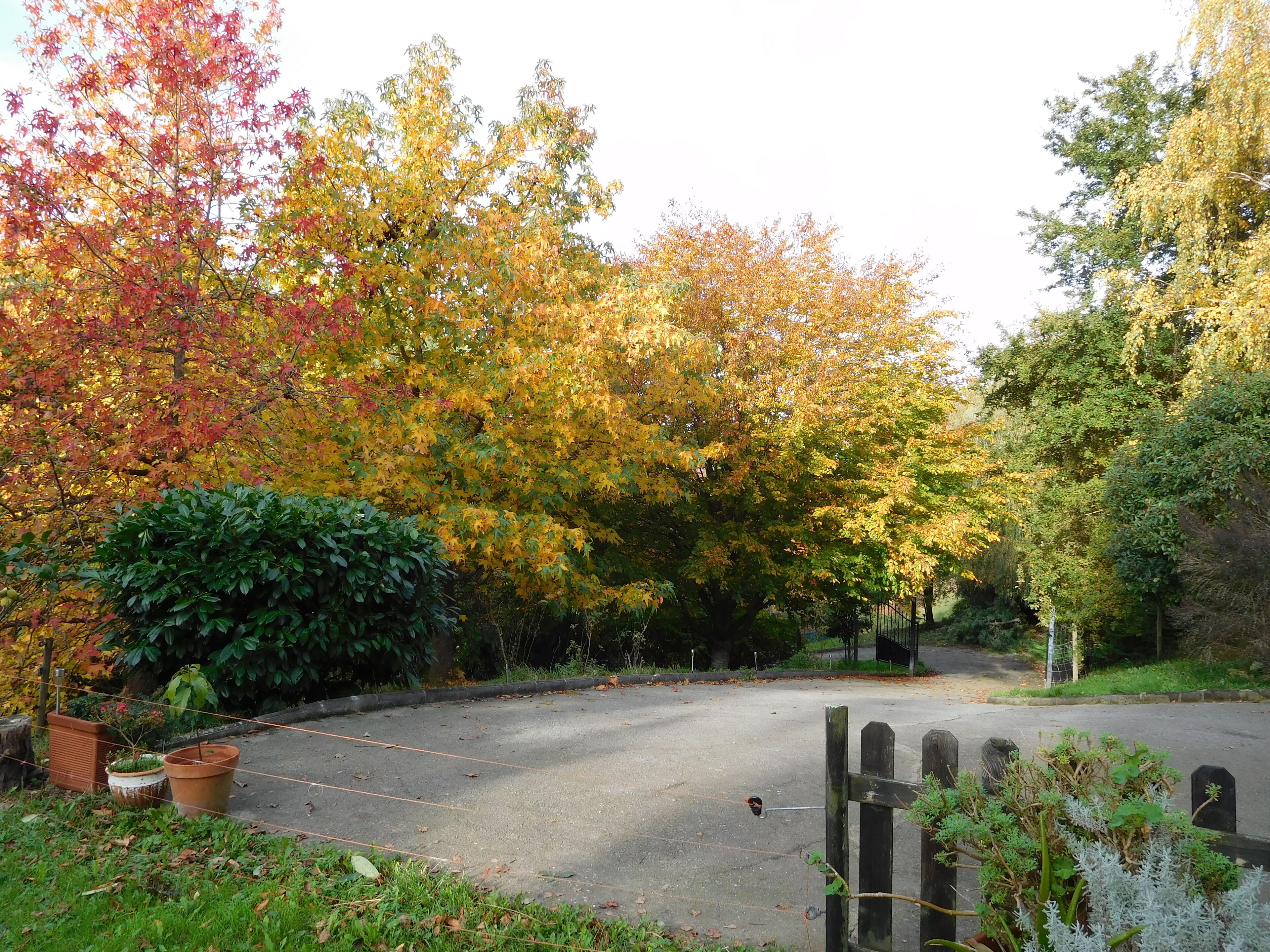 A paved parking area surrounded by trees with autumn foliage.