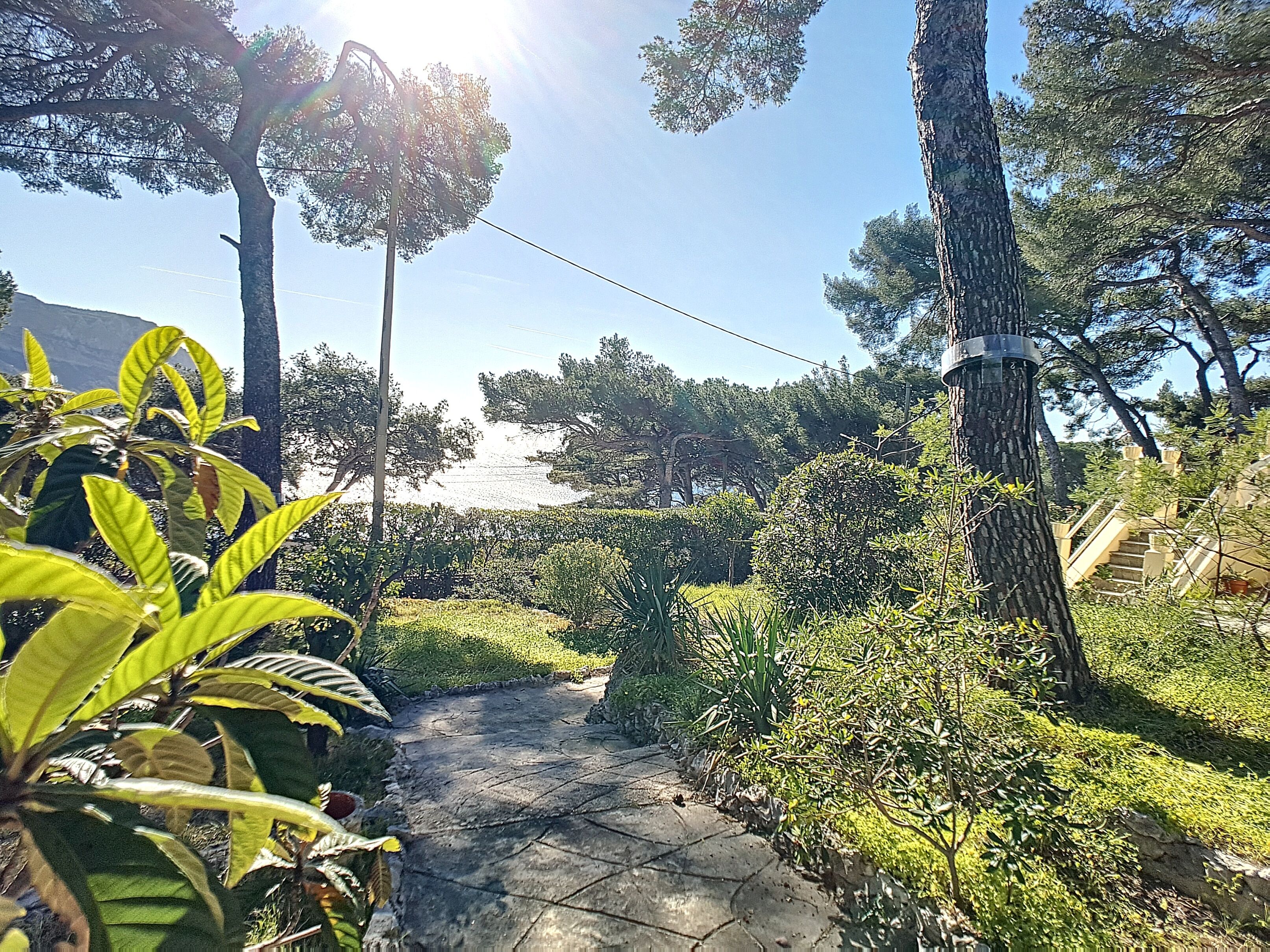 A paved pathway surrounded by lush greenery and trees, leading to a staircase.