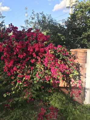 Vibrant bougainvillea blooms cascade over a brick wall, providing a lush natural screen.
