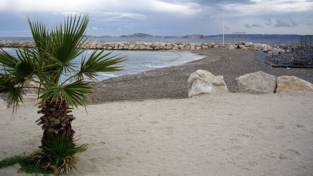 Una platja amb una palmera, costa rocosa i un moll.