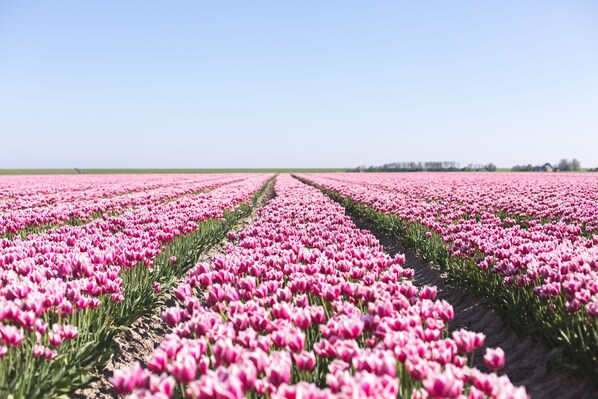 A field of pink tulips under a clear sky.