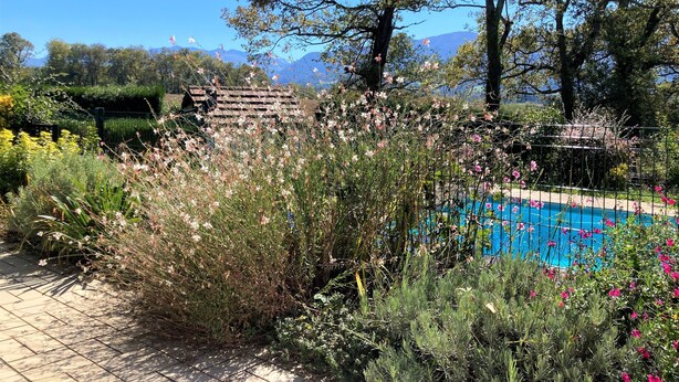 Un jardin avec une piscine, entouré de différentes plantes et arbres.