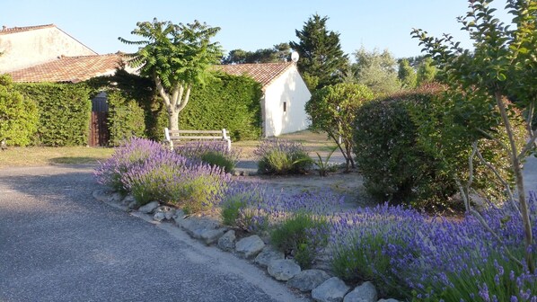 A rural setting with a gravel driveway, lavender fields, a white building with a red-tiled roof, and a wooden fence.