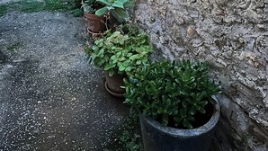 Un patio con plantas en macetas, una pared rústica y luces colgantes.