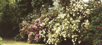 Detached Bungalow In Large Lawned Garden With Old Orchard. Non-smoking Property