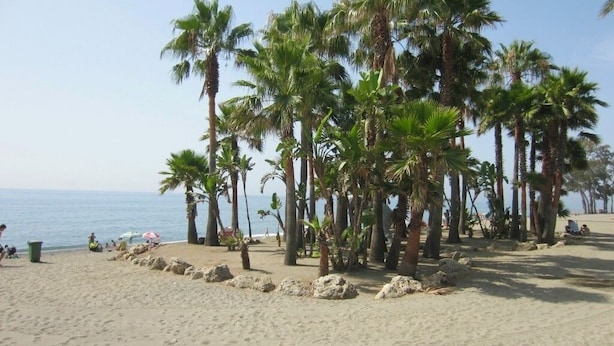 Una playa con palmeras y cielo despejado.