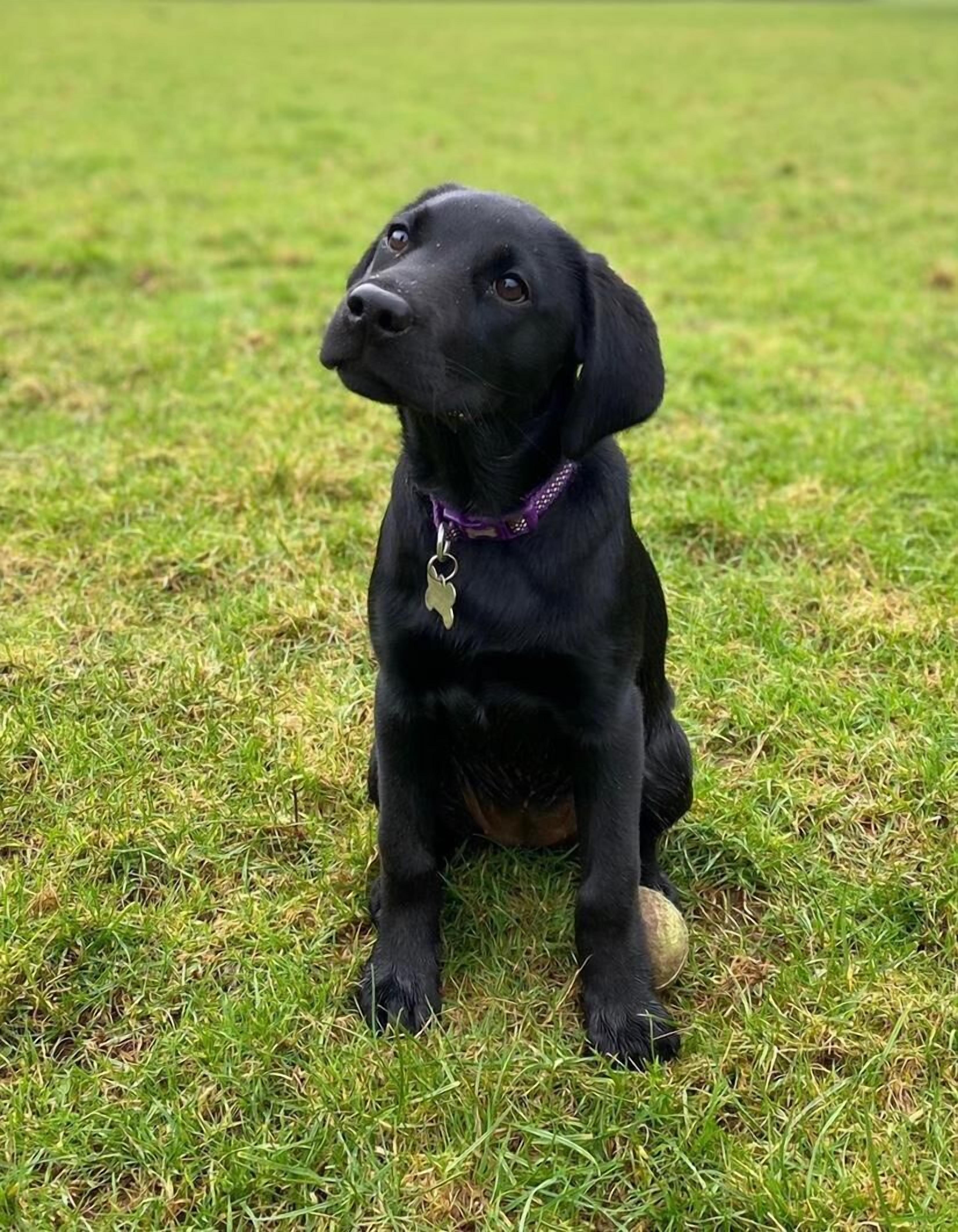 En sort hund sidder på græs.
