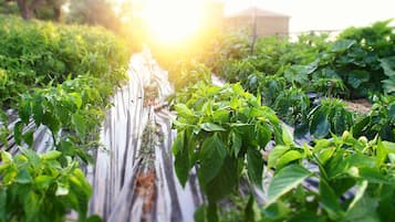 Jardines del alojamiento