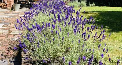 New Forest Cottage, viehättävä ja täynnä luonnetta sydämessä New Forest