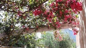 A covered garden area with a wooden pergola, potted plants, and a pathway leading to a white wall. - Greek/Mediterranean style villa of 200 sqm, with elegant interiors, family friendly (Pilone)
