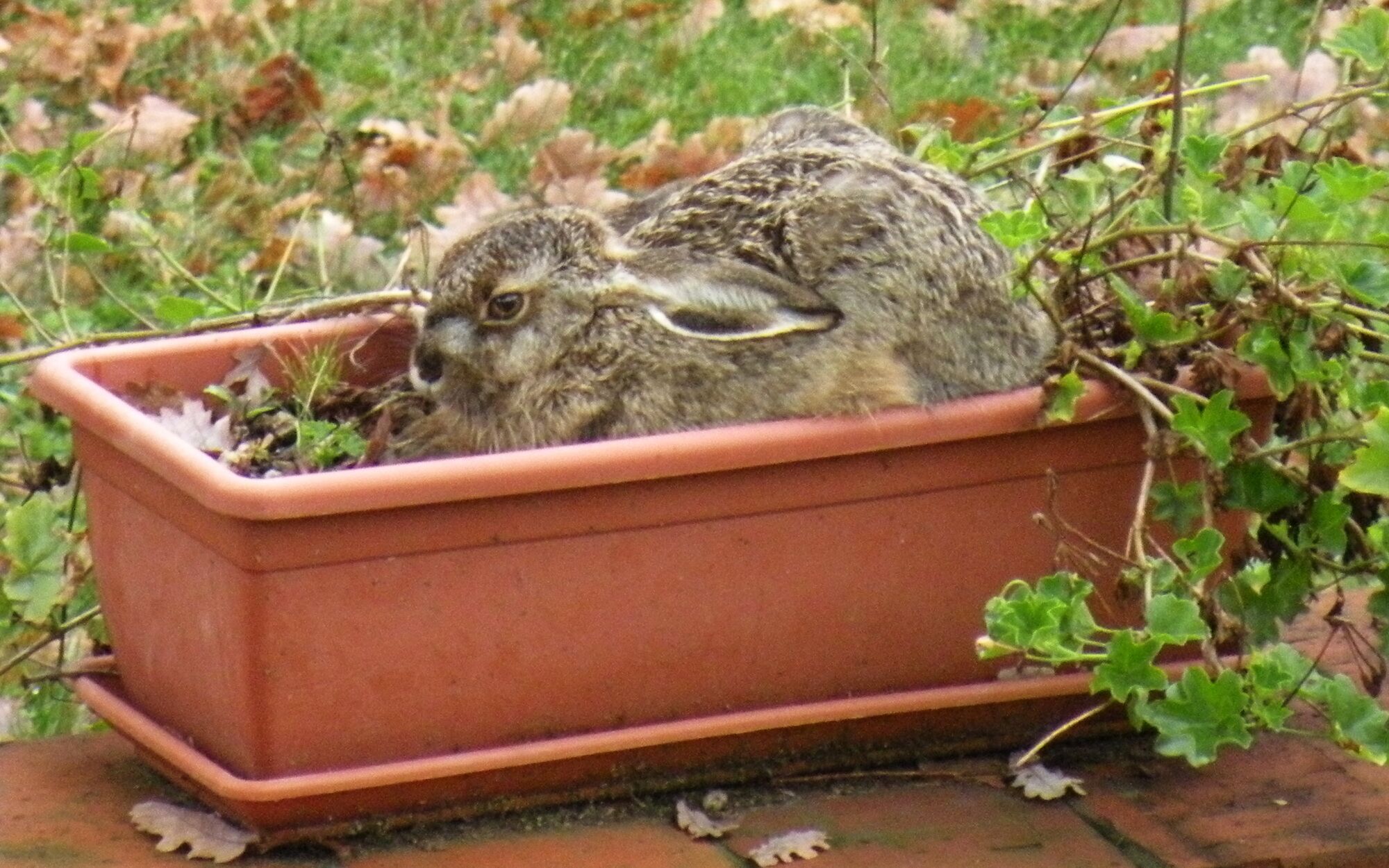 A bird in a terracotta planter surrounded by greenery.