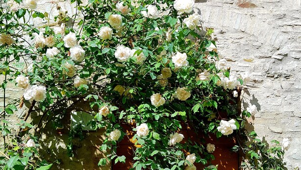 Un muro de piedra con una caja de madera cubierta de rosas blancas.