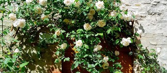 Lovely Tuscan Farmhouse. Newly Restored. Private  Garden. Great View on Lucca!