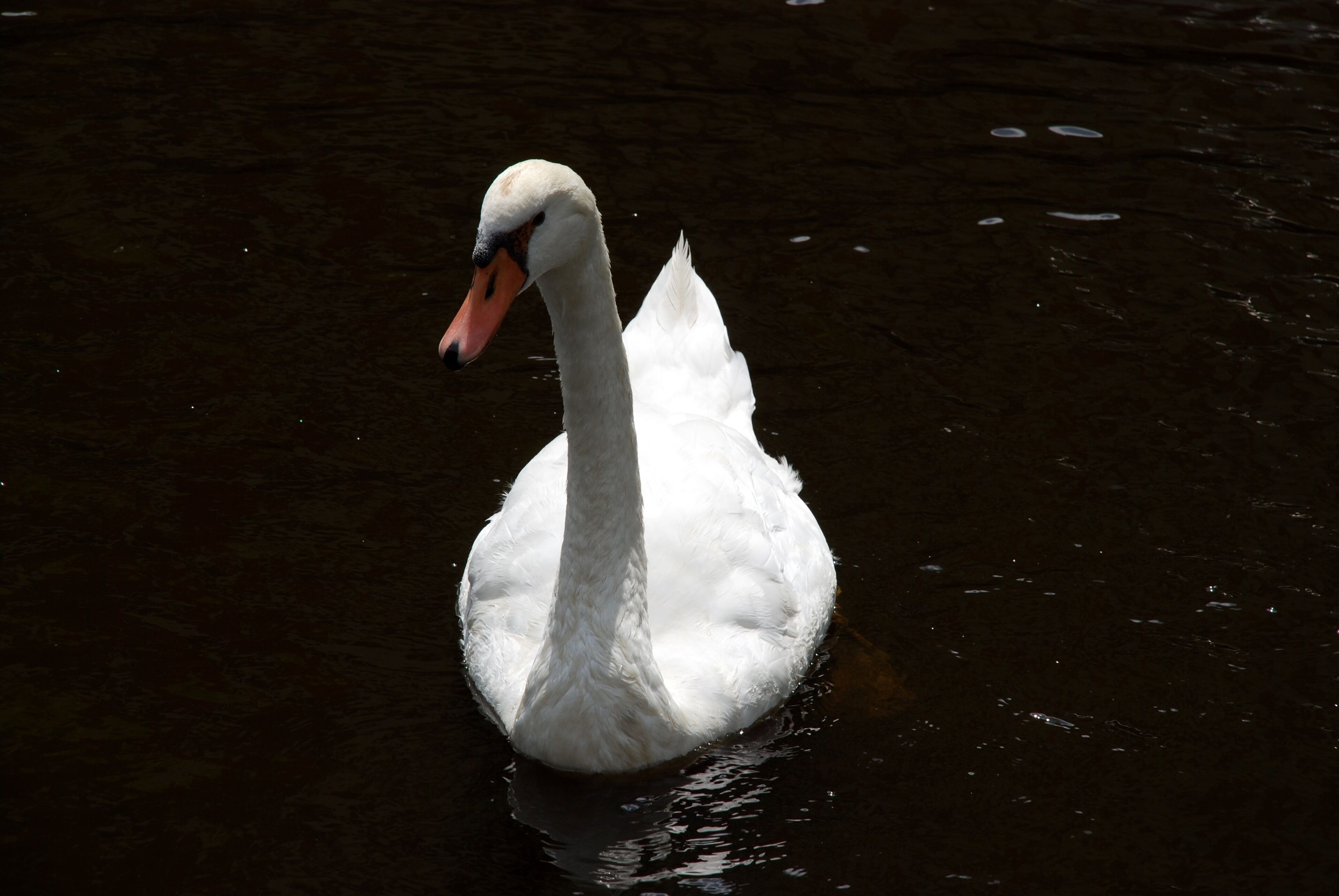 Een witte zwaan zwemt in stilstaand water.