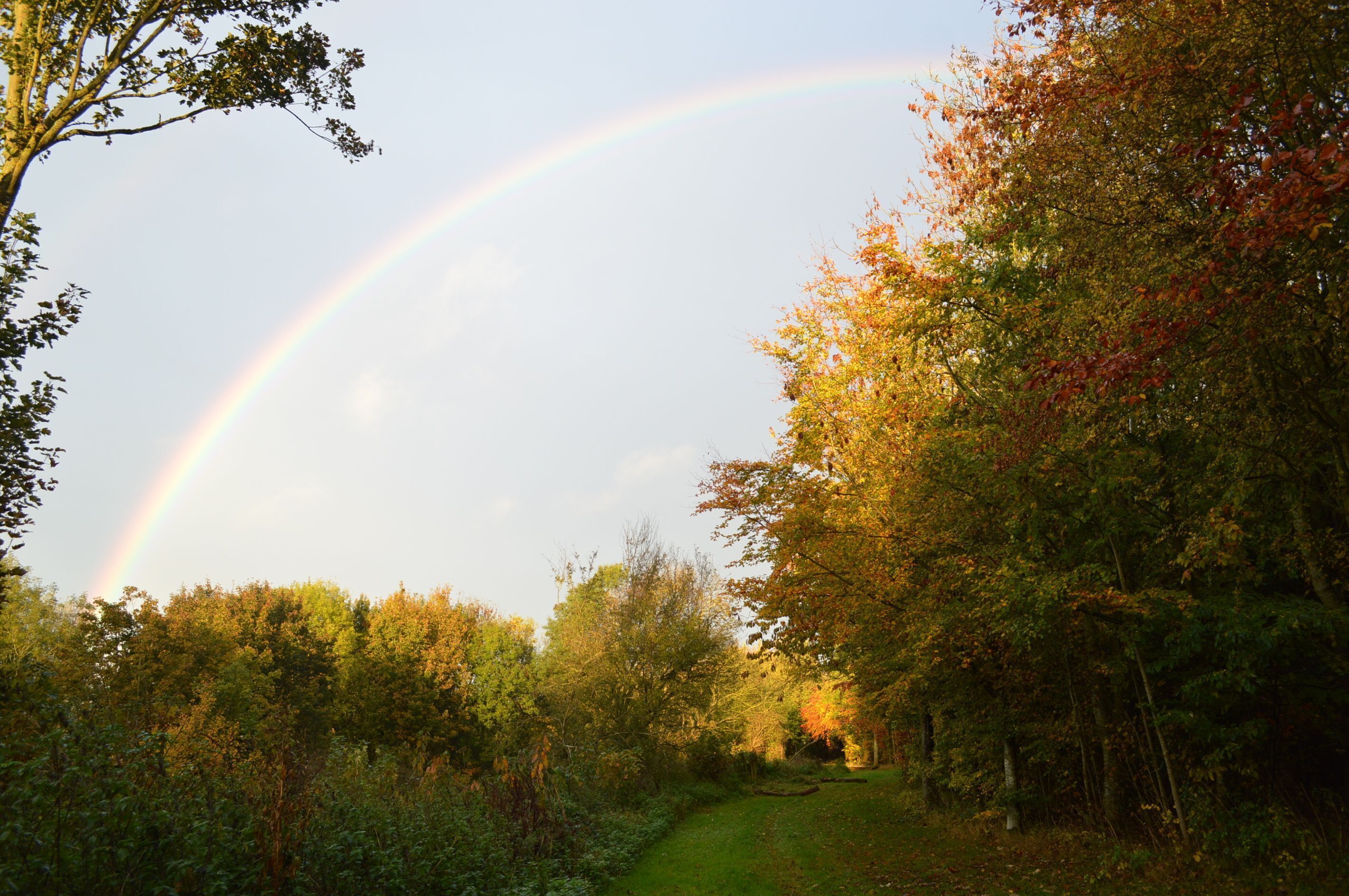 Un área boscosa con un arcoíris visible que se extiende sobre un sendero.