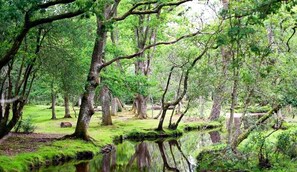 A forested area with a small stream and moss-covered trees.