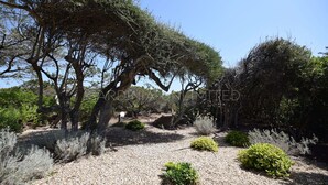 Un jardin agrémenté de grands arbres, de chemins de gravier et de divers arbustes.