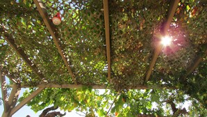 Una pérgola con plantas trepadoras y un adorno rojo colgante.