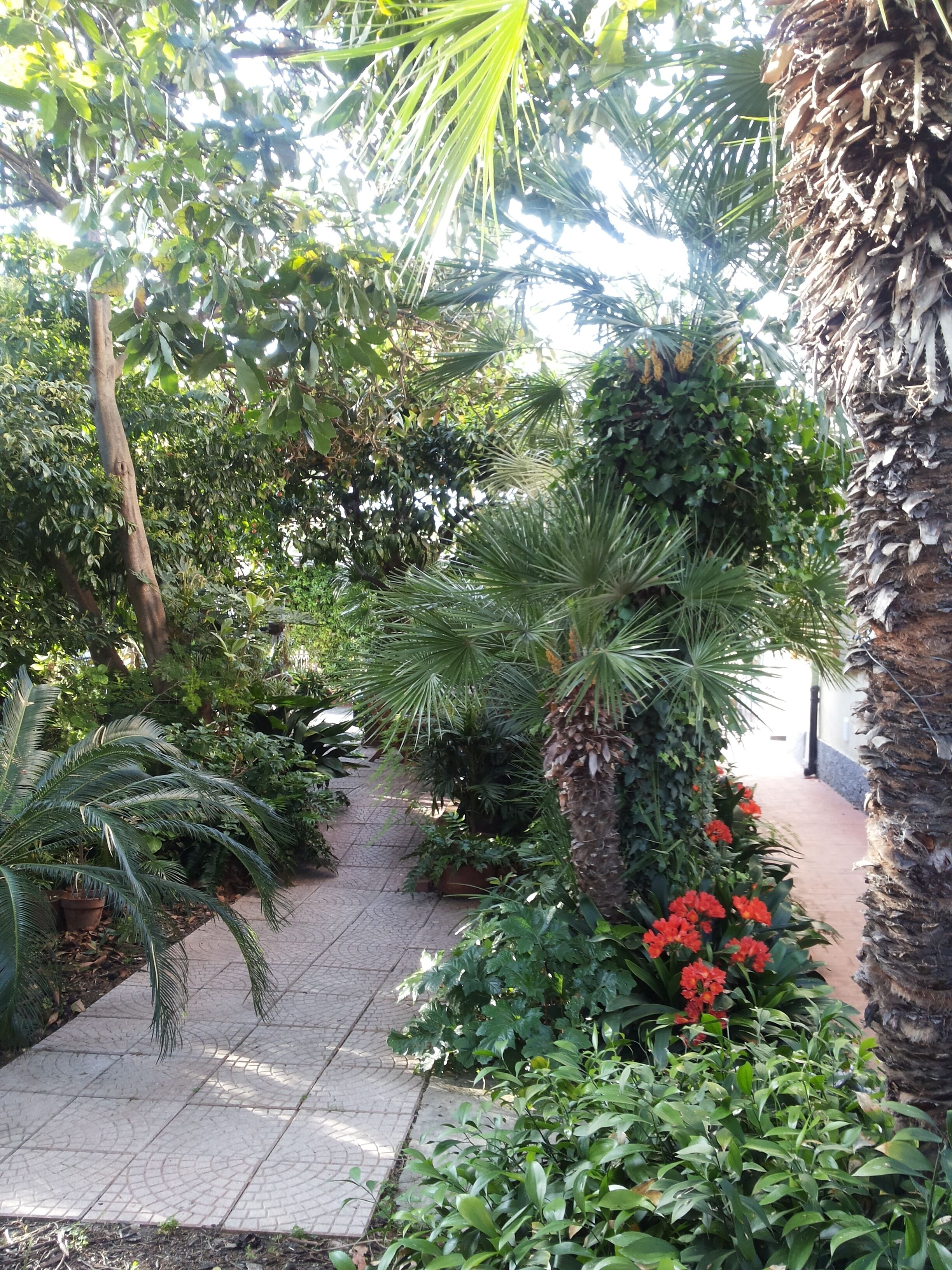 A paved garden pathway surrounded by various tropical plants and a palm tree.