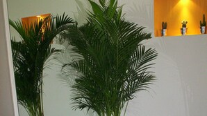 Deux plantes en pot se trouvent dans un couloir, sur un sol carrelé, près d’un escalier.