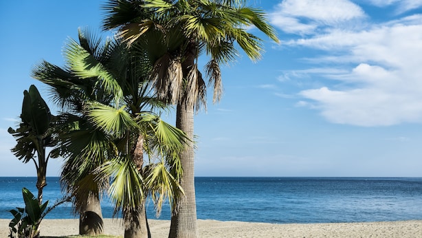 A beach with palm trees and a clear view of the ocean. - Comfortable, contemporary and tranquil flat with sea views in the centre of town (Fuengirola)