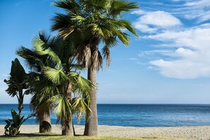 Una platja amb palmeres i una vista clara de l'oceà.