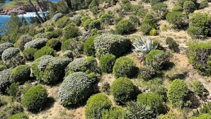 A landscaped garden with various shrubs and trees, a stone pathway, and a view of the sea. - Apartment/ flat - Bandol,  Sea front, A/C, private parking place (Bandol)